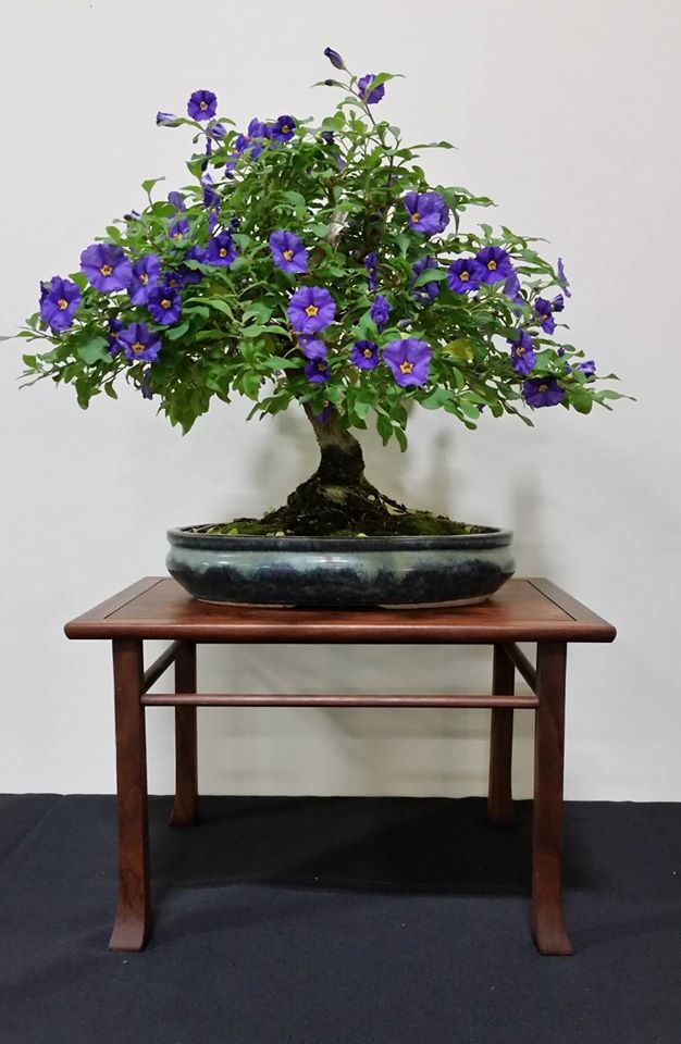 Cary Sullivan's potato vine bonsai exhibited at the 2015 GSBF Convention,
								Facebook posting 28 Jan 2016