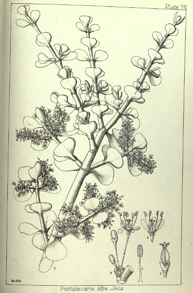 Portulacaria afra, 1899 in Wood and Evans' Natal
						Plants, Plate 78